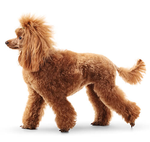 Poodle Standard Dog Breed Information Purina